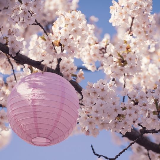 Imagen hanami 1