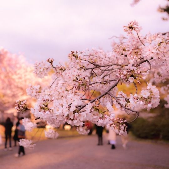 Imagen hanami 2