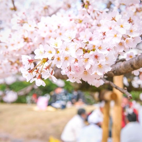 Imagen hanami 3