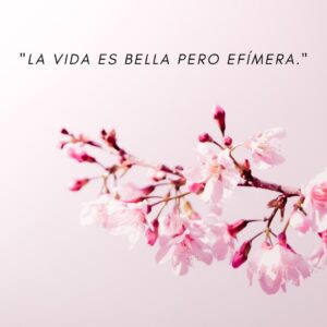 Sakura aprendizaje 1