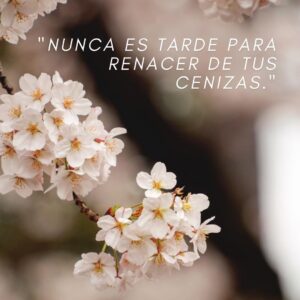 Cerezos en Flor, Sakura, belleza sin igual - News Madretierra